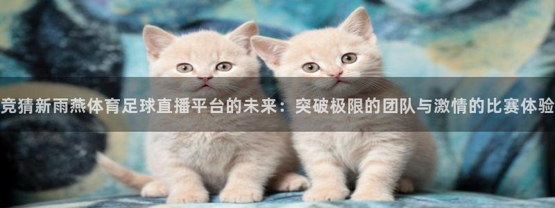 竞猜新雨燕体育足球直播平台的未来：突破极限的团队与激情的比赛体验